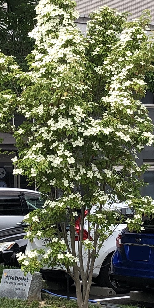 memorial tree