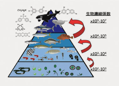 有害物質の環境汚染と生態リスクを化学で解明