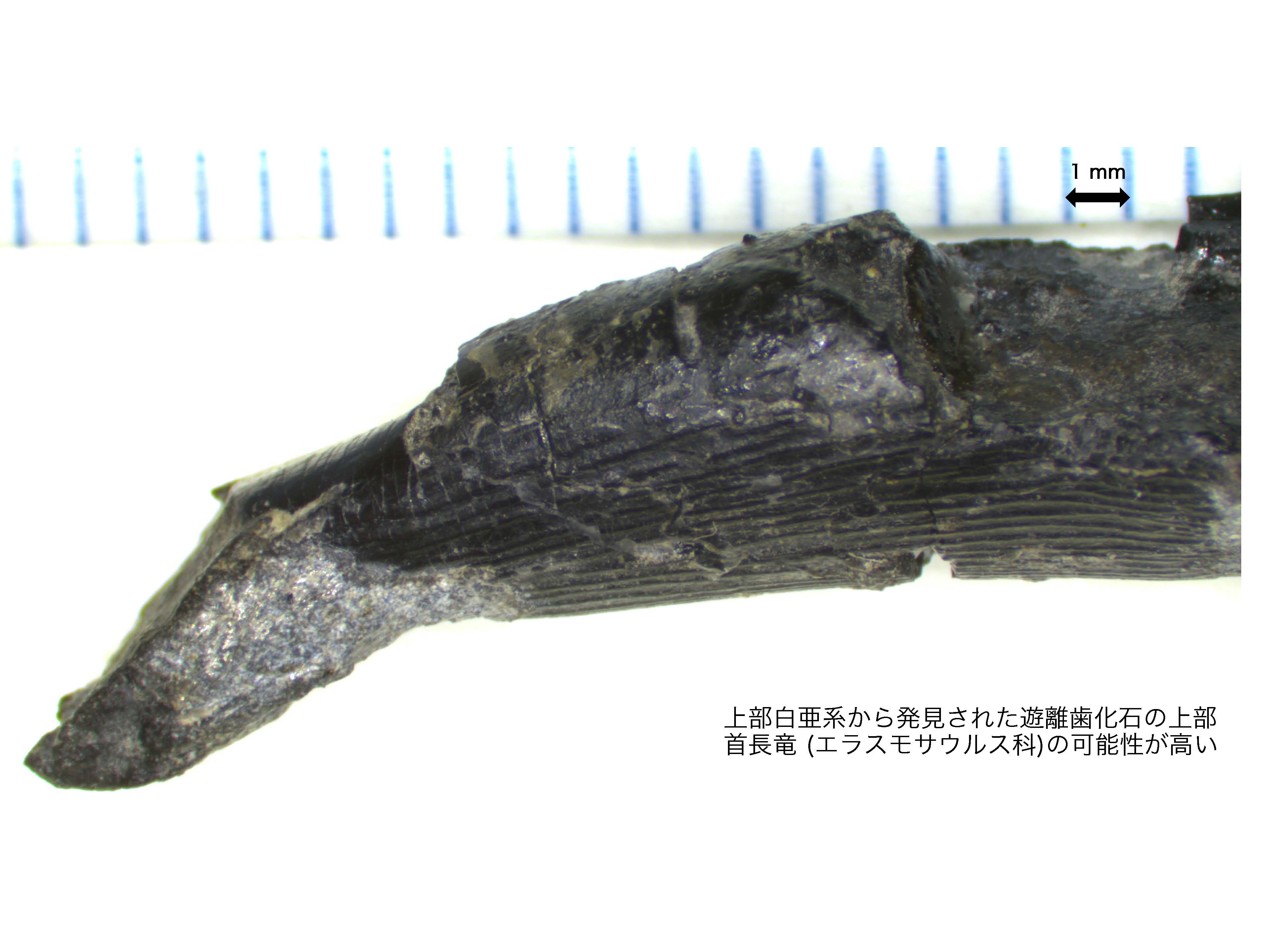 愛媛初！白亜紀首長竜化石の発見！～道後白亜紀層からの首長竜歯化石の